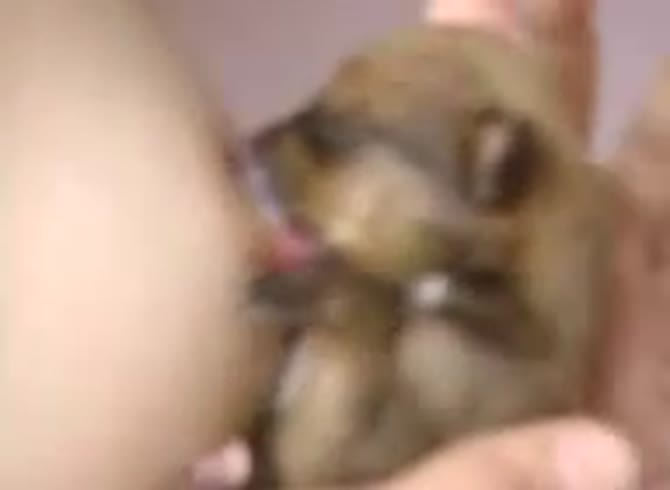 Video :Little puppy dog breastfeeding on beastiality lover's boobs